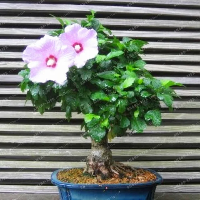200pcs/bag Mini Hibiscus Flower Bonsai Hibiscus Bonsai Flower Chinese Rose Bonsai MIX Colors To