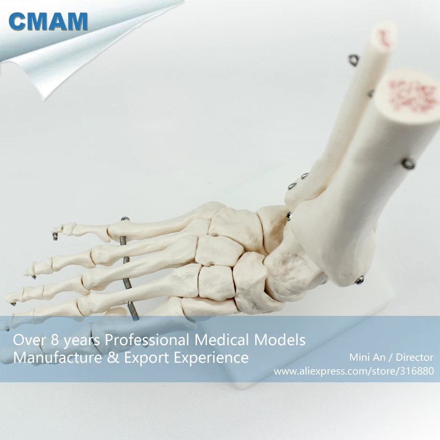 

No. 12347 , Foot Bone , Medical Science Didactic Joint and Extremities Model , CMAM china medical anatomical models