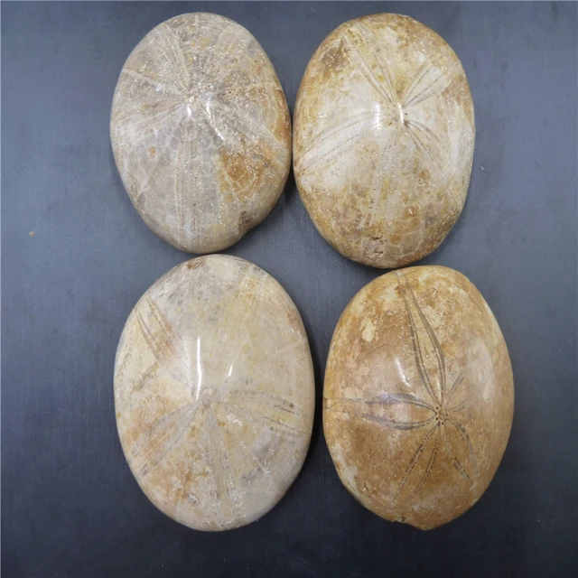 Best Offers 4pcs Natural Starfish fossil crystal specimen T931 Best Offers 4pcs Natural Starfish fossil crystal specimen T931