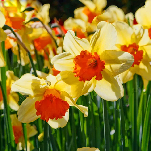 Multi-Varieties Daffodil Seeds, 100pcs/pack