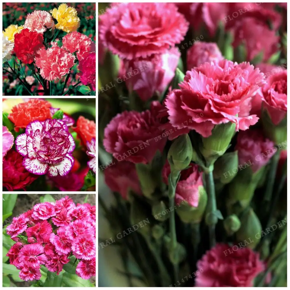 Buy 100 Pcs Carnation Seeds Different Colors Free Shipping