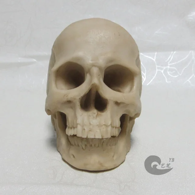 

1: 2 grey resin skull model drawing skull of a human musculoskeletal anatomy Arts skull model free shipping