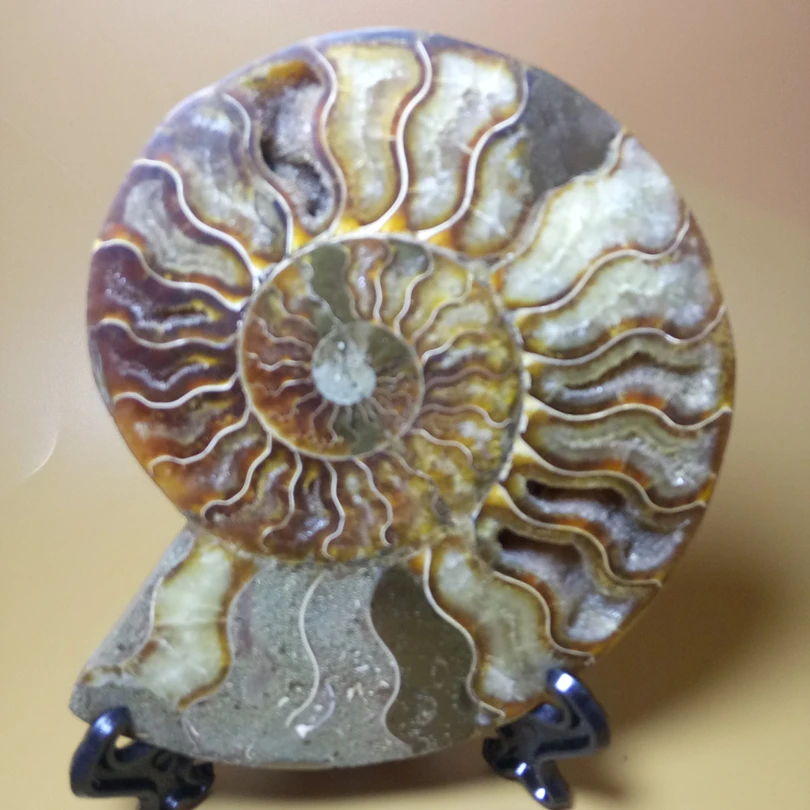 Buy 206g FOSSILIZED color SNAIL AMMONITE MINERAL MULTI