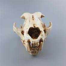 MRZOOT animal polar bear wolf dog cat skull model home decoration resin decoration handicraft medical teaching aids specimen MRZOOT animal polar bear wolf dog cat skull model home decoration resin decoration handicraft medical teaching aids specimen