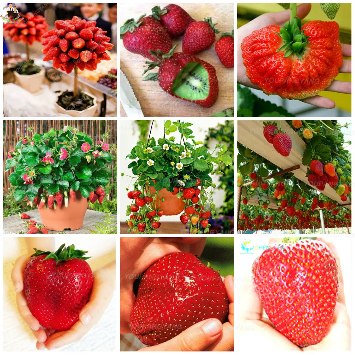 

hot sale 1000 pcs mixcolor gaint strawberry bonsai tree plants sweet and delicous strawberry fruit plantas easy to grow for home