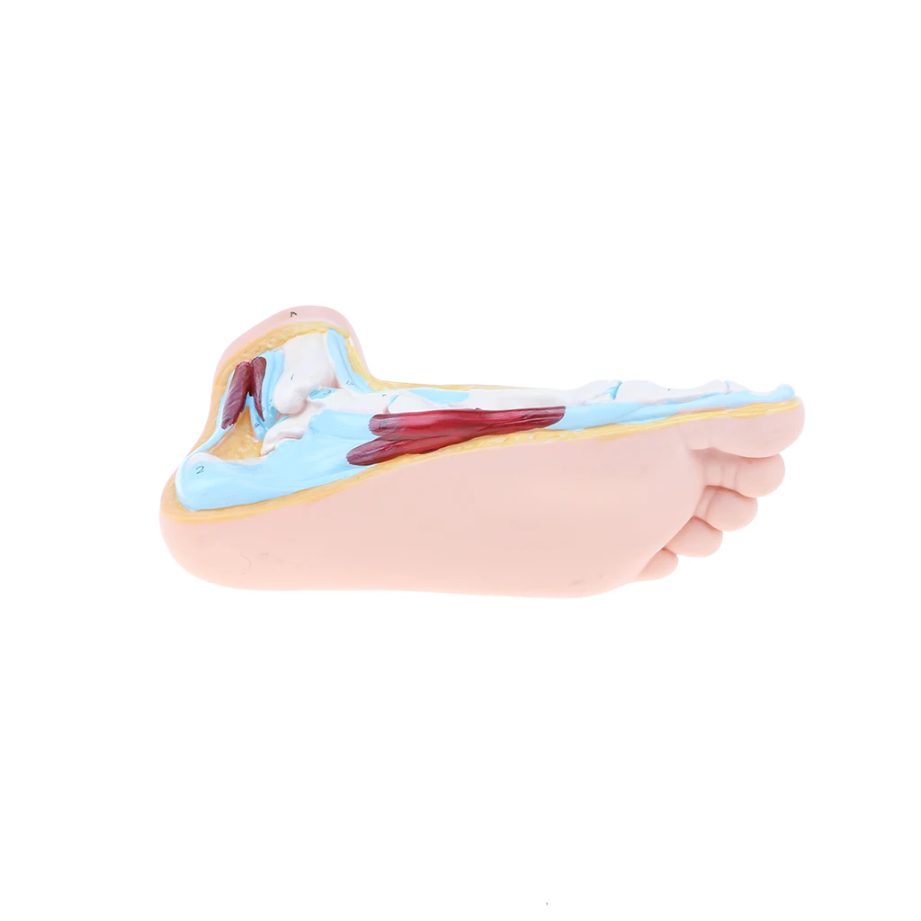 1:1 Lifesize Human Normal/ Arched/ Flat Foot Model with Ligaments Bones Muscles Medical Anatomical Study Kit
