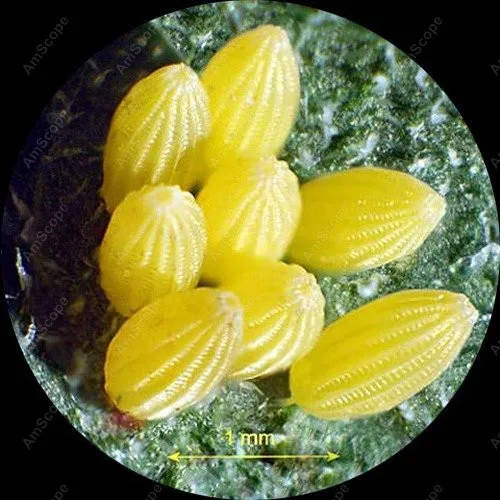 Беспроводной светодиодный стерео микроскоп амскоп 20X 30X 40X 60X|microscope types|microscope