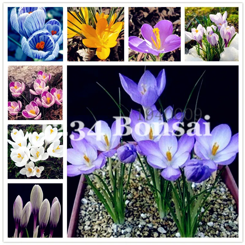 

100 pcs Mixed color Saffron Plants Many varieties Saffron Flower gardenling Crocus Plante bonsai flower plant Plantas for home