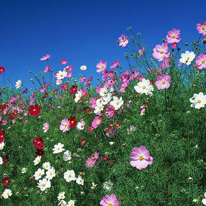 fast growing wildflowers easy cultivation perennial wildflower seeds