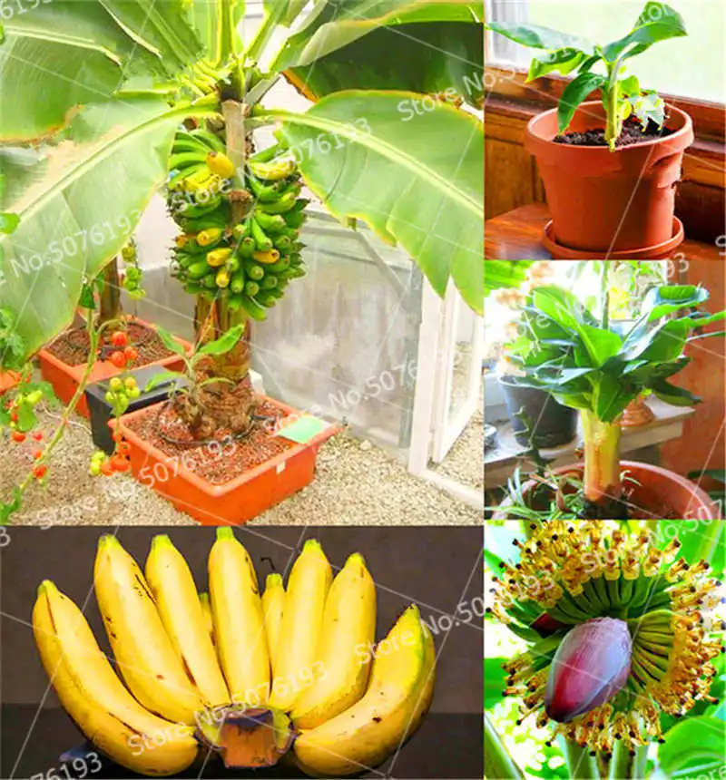 

100 Pcs Dwarf Banana Tree Bonsai Fruit Plant Rare Mini Bonsai Musa Velutina Sementes Da Fruta Potted Planting
