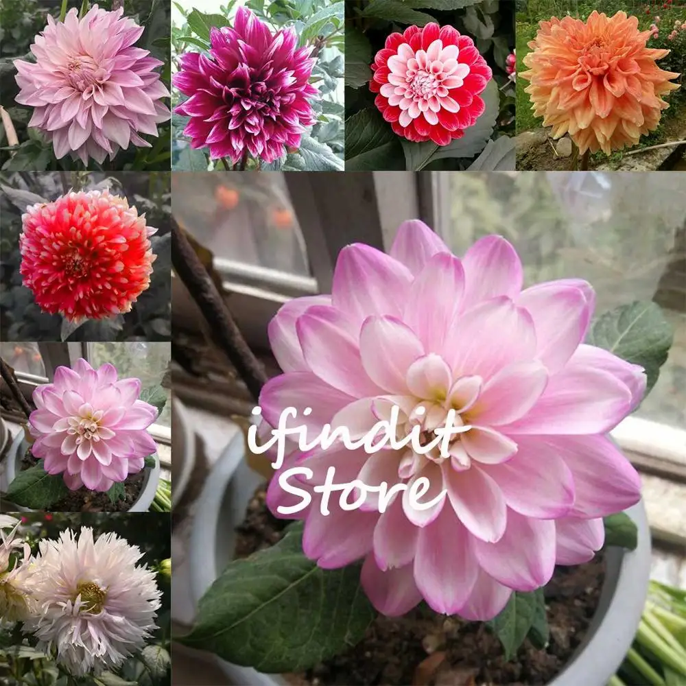 

50Pcs Dahlia Bonsai Mixed Multi-color Purple Potted Flower Plant for Balcony Home Garden Decor DIY Potted Planting Free Shipping