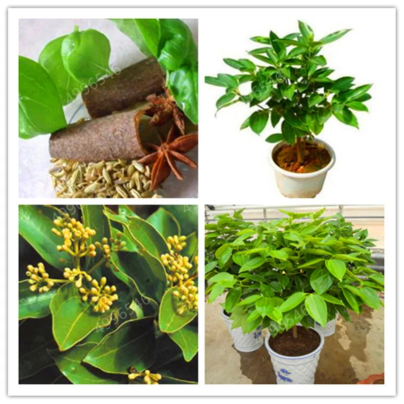 

50 Pcs Giant Cinnamon Tree Bonsai Outdoor Bonsai Evergreen Tree Fragrant plant Perennial Cinnamon Tree Kitchen Spices bonsai