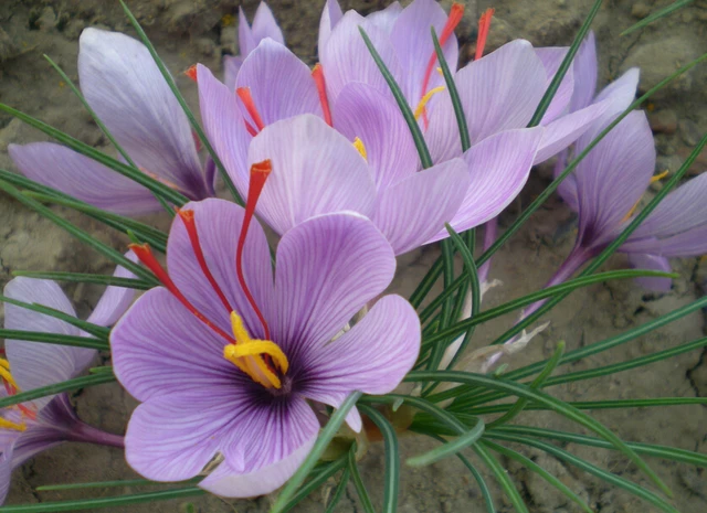 Saffron Seeds,Saffron Flower Seeds,Saffron Crocus Seeds, 100pcs/pack