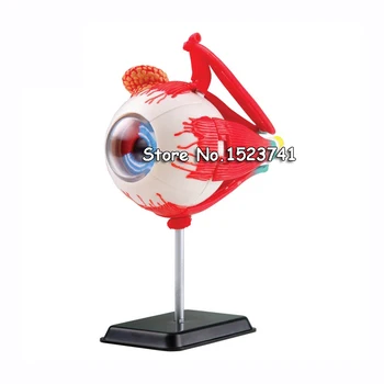 

Human eye anatomical model assembled human anatomy model eye puzzles structure anatomical model