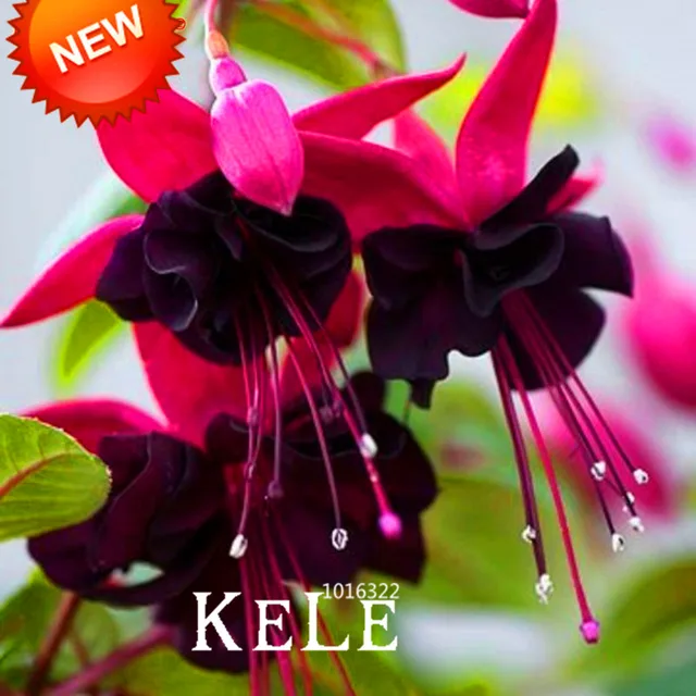 flowering house plants purple aliexpress buy hot salepurple double petals fuchsia seeds - Flowering House Plants Purple flowering house plants purple aliexpress buy hot salepurple double petals fuchsia seeds - Flowering House Plants Purple