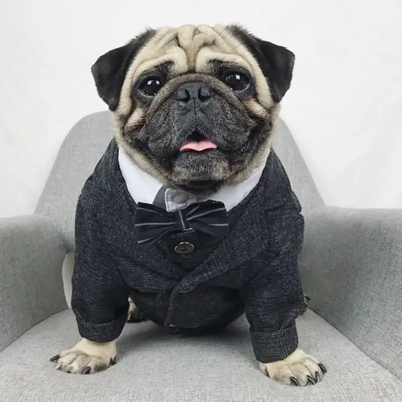 pug wedding outfit