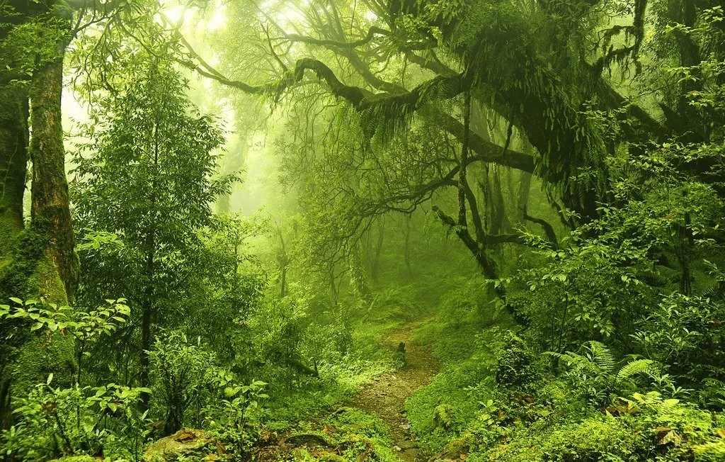 7x7FT Vinyl Photography Backdrop,Jungle,Mangrove Rainforest Lake Photo Background for Photo Booth Studio Props 7x7FT Vinyl Photography Backdrop,Jungle,Mangrove Rainforest Lake Photo Background for Photo Booth Studio Props