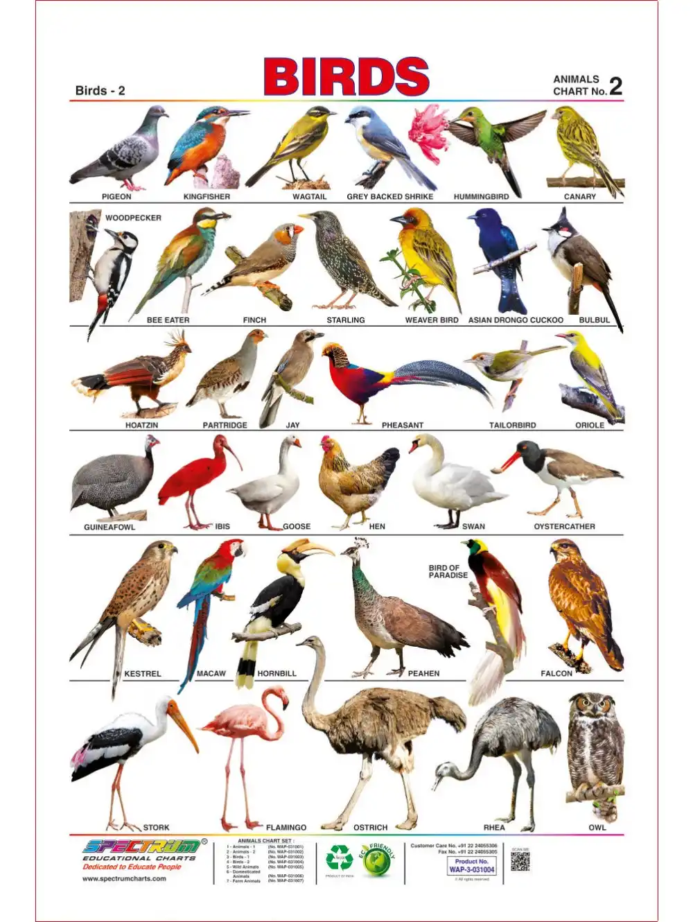 Перевести птиц на английский. Название животных и птиц. Название птиц. Название птиц по алфавиту. Название всех птичек.
