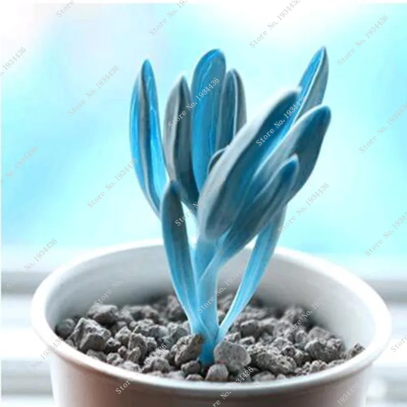 

50 pcs Succulentas meaty succulent plant Fleshy bonsai Mini Carnivorous plants Pot Flowers Meaty Plant for Home Garden Decor