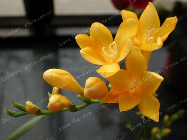 2 лампы желтые лампы фрезии(это бонсай) Комнатные цветы в горшках орхидеи, фрезия корневища уровень выживания высокий