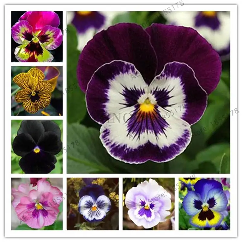 Pansy бонсай 200 шт pansy Редкие растения для дома и сада внутреннего двора цветок