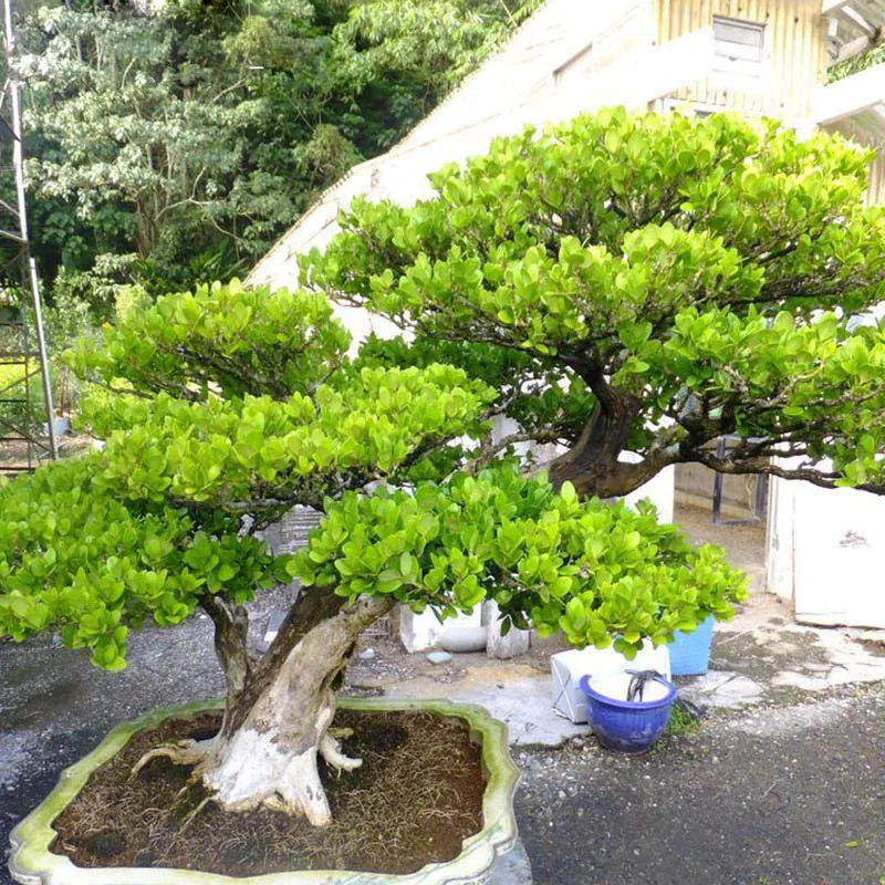 Bonsai Yellow Poplar Seeds a Good Choice For families Absorb