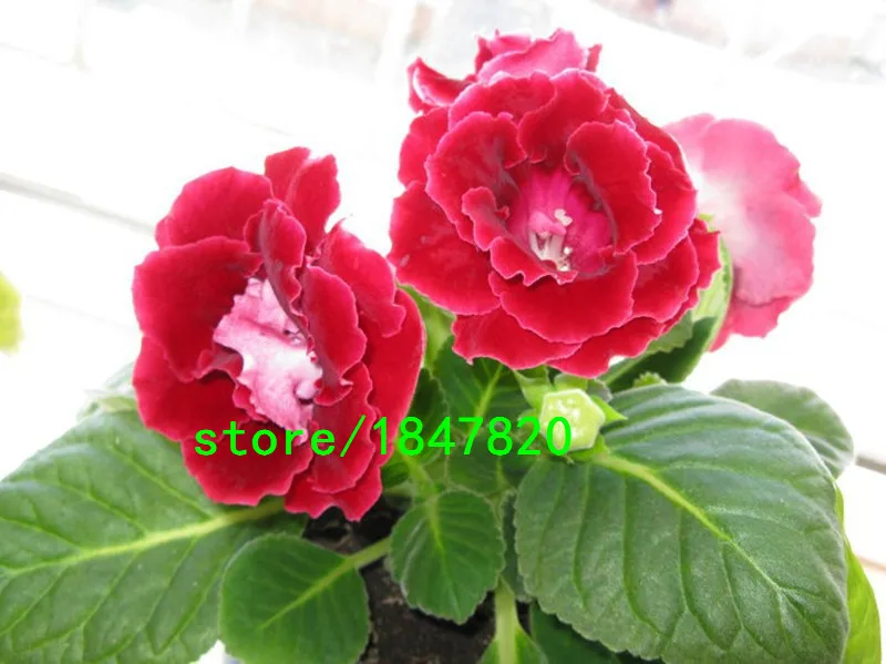 HTB1cDzQIFXXXXaeapXXq6xXFXXX3