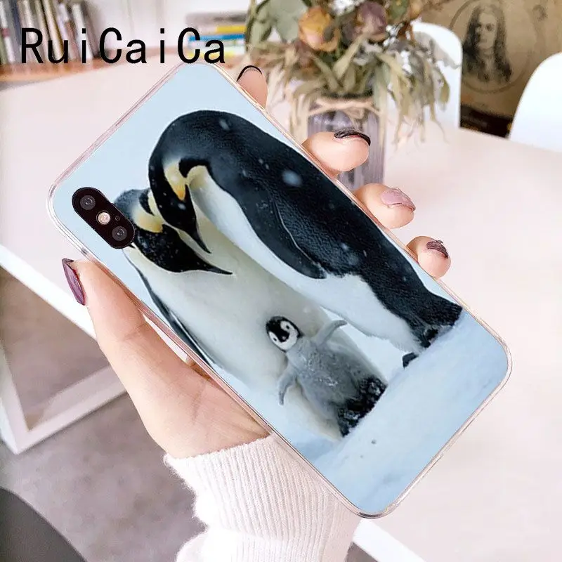 Cute Lovely Penguin