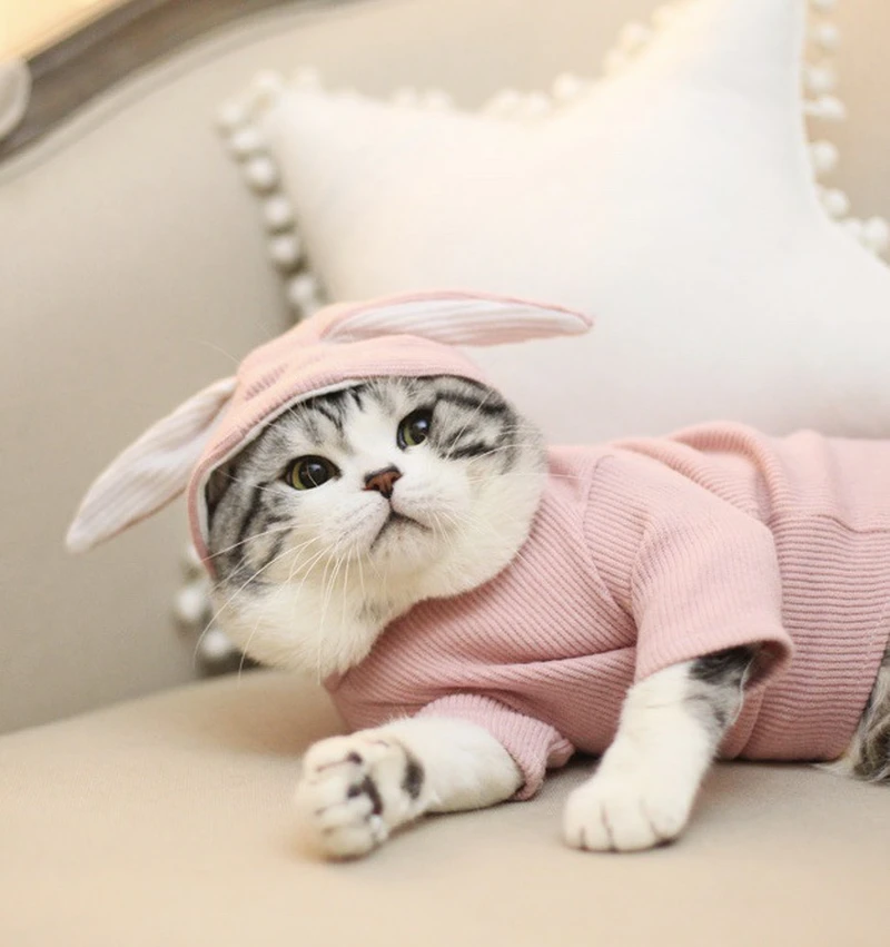 cat clothes aliexpress