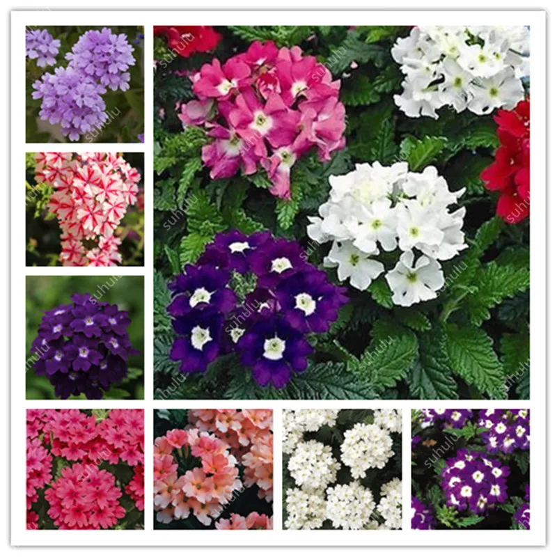 

100 pcs Multiple color choices Verbena bonsai perennial verbena hybrida garden Hydrangea Verbena balcony ornamental flowers