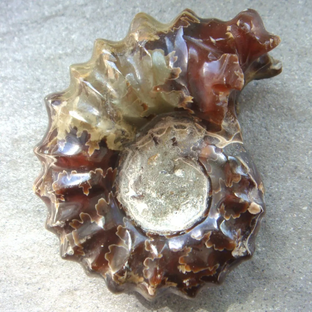 

2019 1PC 164g 71x55x35mm Natural Craft Polished Ammonite Fossil Mineral Specimens Specimen Collection Decoration
