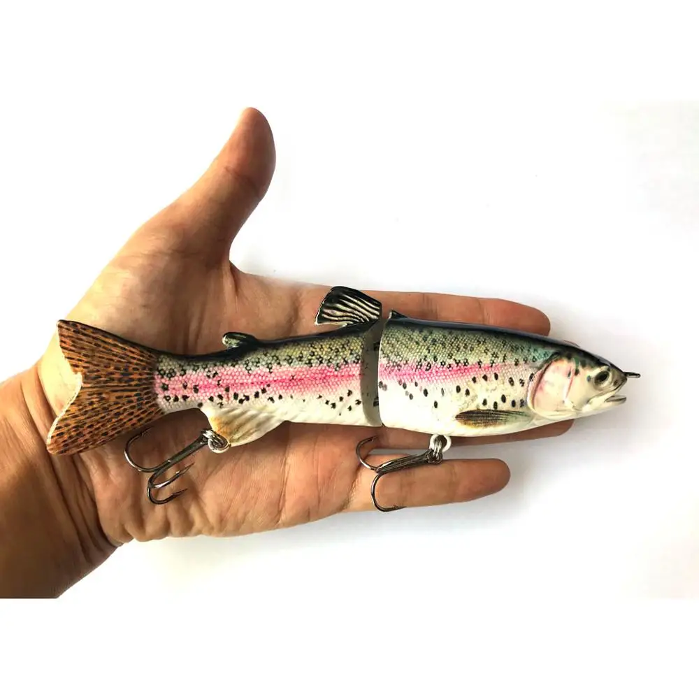 rainbow trout