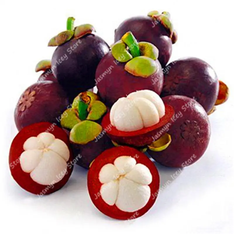 

100 Pcs Mangosteen Bonsai Plants Delicious Nutrient-rich Queen Of Tropical Fruits Plants Potted for Home Garden Easy to Grow