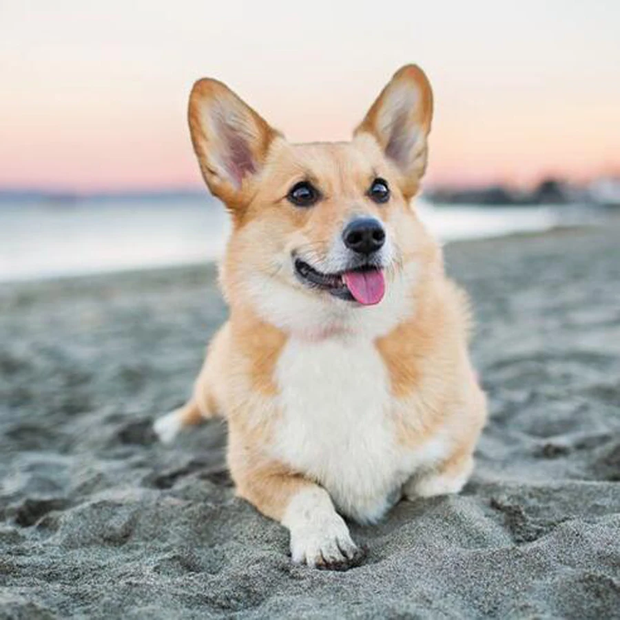anjing welsh corgi