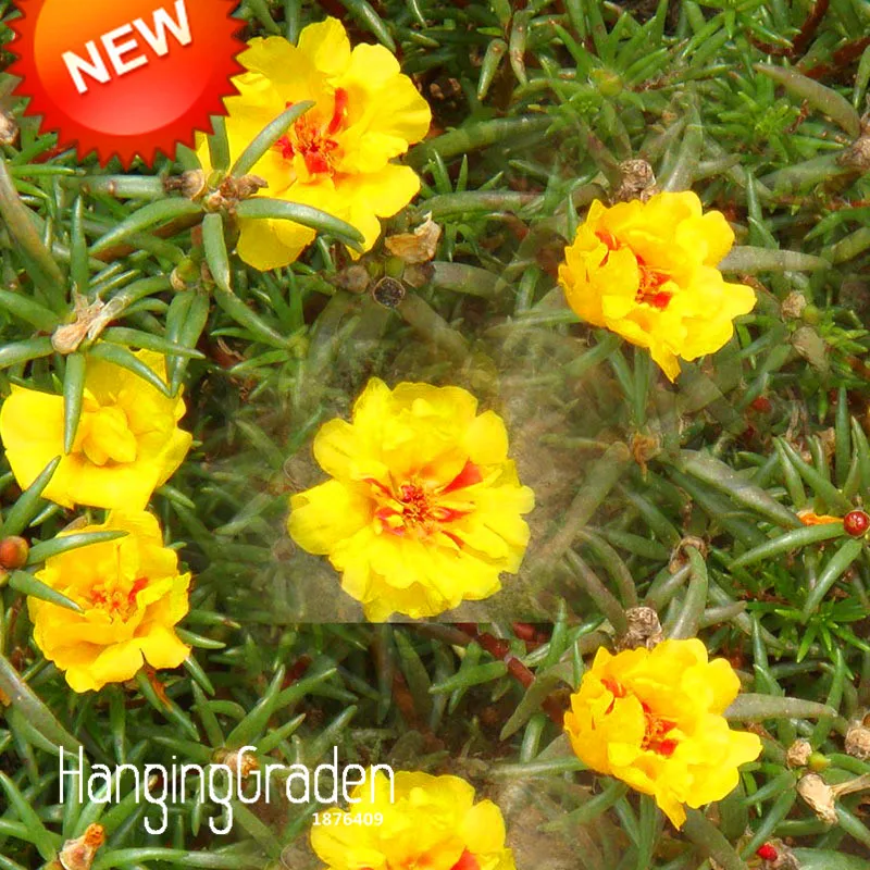 

Big Sale!200 Pcs/lot Yellow Plena Portulaca flores Balcony Garden Potted Plants Sun Flower bonsai Portulaca grandiflora,#OPX0NF