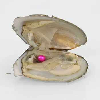 

Mussel Shell Freshwater Oyster Wish Pearls 20 colors 7-8MM One Oyster With One Pearl Vacuum Pack Inside Rose Red FO027