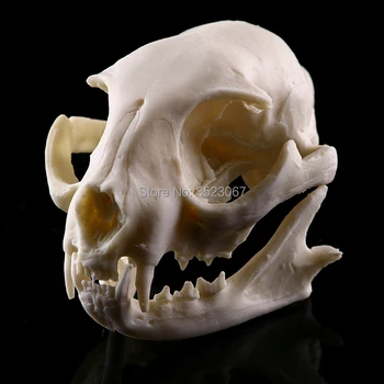 

Anatomical Medical traumatic pistol anatomy traumatism Professional Resin Cat Skull Skeleton Model Figurine Cat Ornament Educat