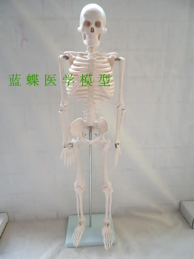 

Human skeleton model art medicine skeleton model bone anatomy model of 45cm bone specimen