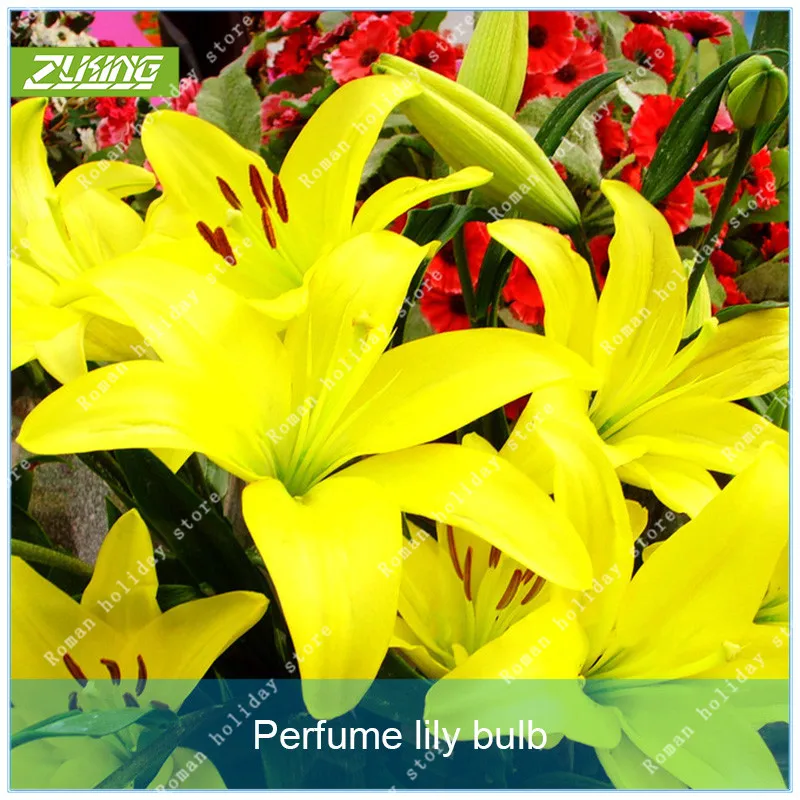 

ZLKING 1pcs Lily Bonsai Plants For Home Garden Chinese Rare Perennial Flower Flower Bulbs Not