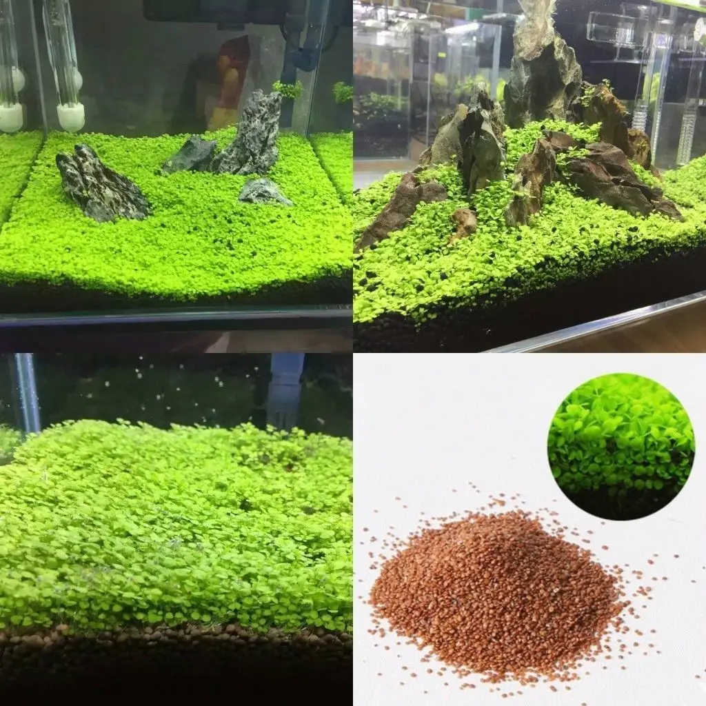 Fish Tank Aquarium Plant Seeds Aquatic Water Grass Decor Garden