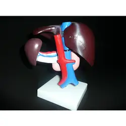 Печени человека поджелудочной железе двенадцатиперстной кишки анатомическая модель Анатомия медицинский модель в натуральную величину