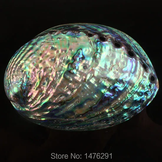 

Charm Natural Abalone Shell The Whole Piece Carrying Cases Showpiece Displays