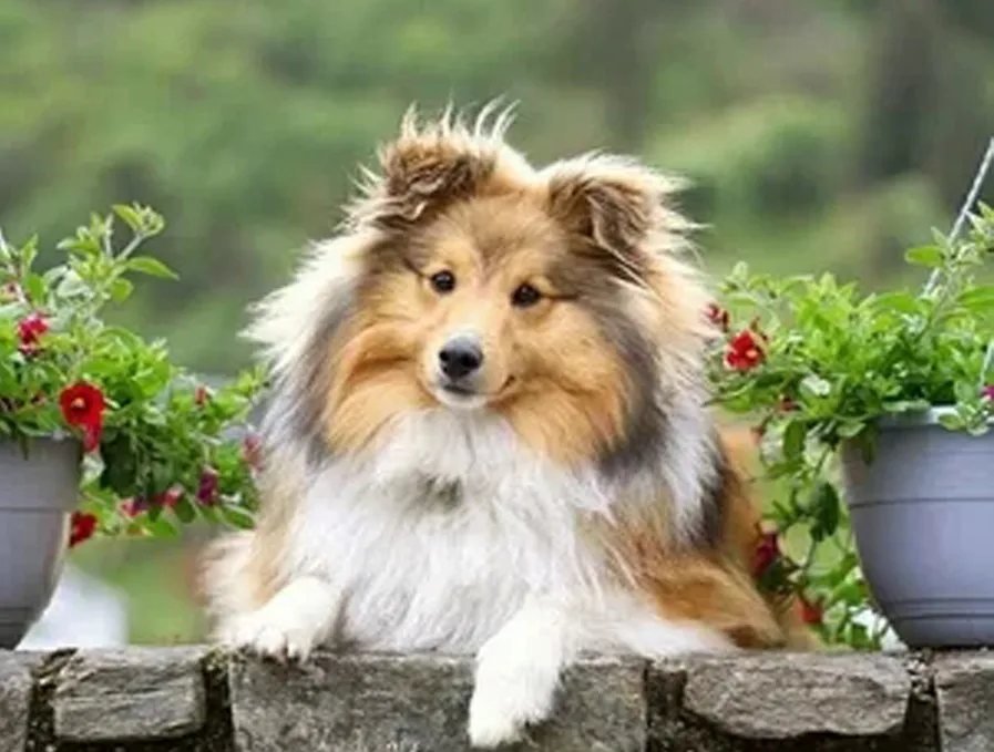 HTB1EeQ9X5rxK1RkHFCcq6AQCVXaM