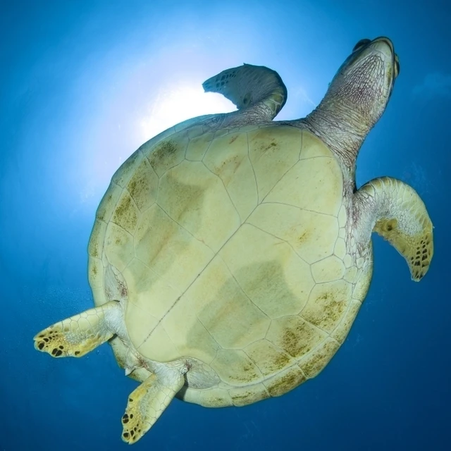 Hawksbill Sea Turtle belly Australia Poster Print (17 x 11)in Plaques