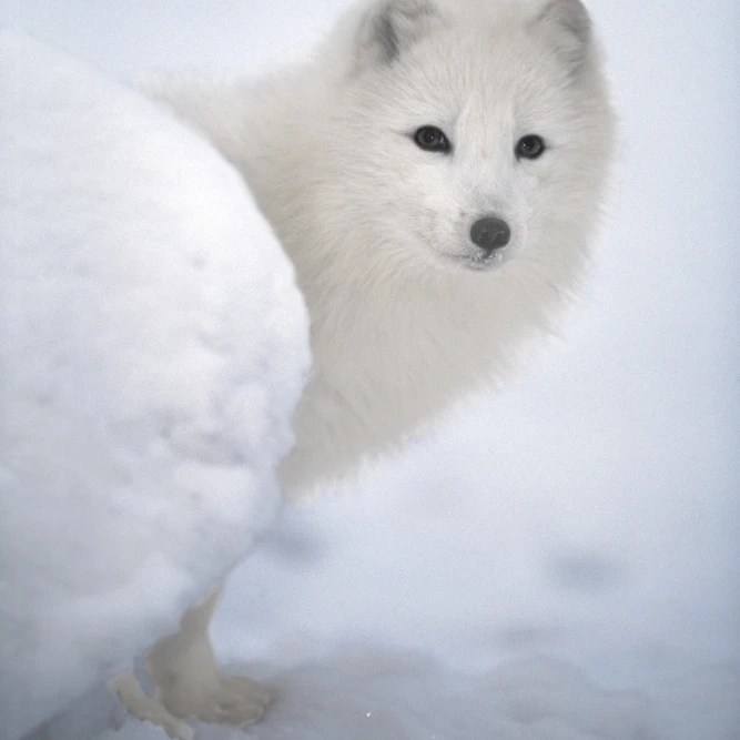 Arctic Fox Exploring Fresh Snow; Alaska  Usa Poster Print (24 x 38)