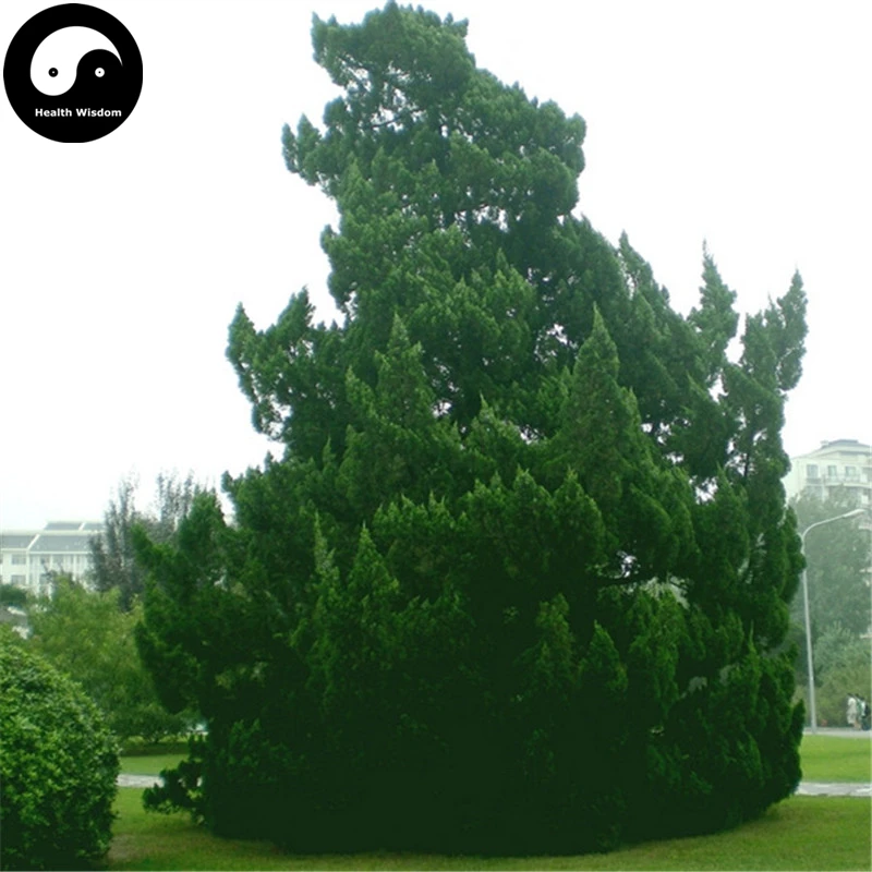 Купить jiperus Chinensis Tree Semente 60 шт завод китайский дракон Arborvitae дерево