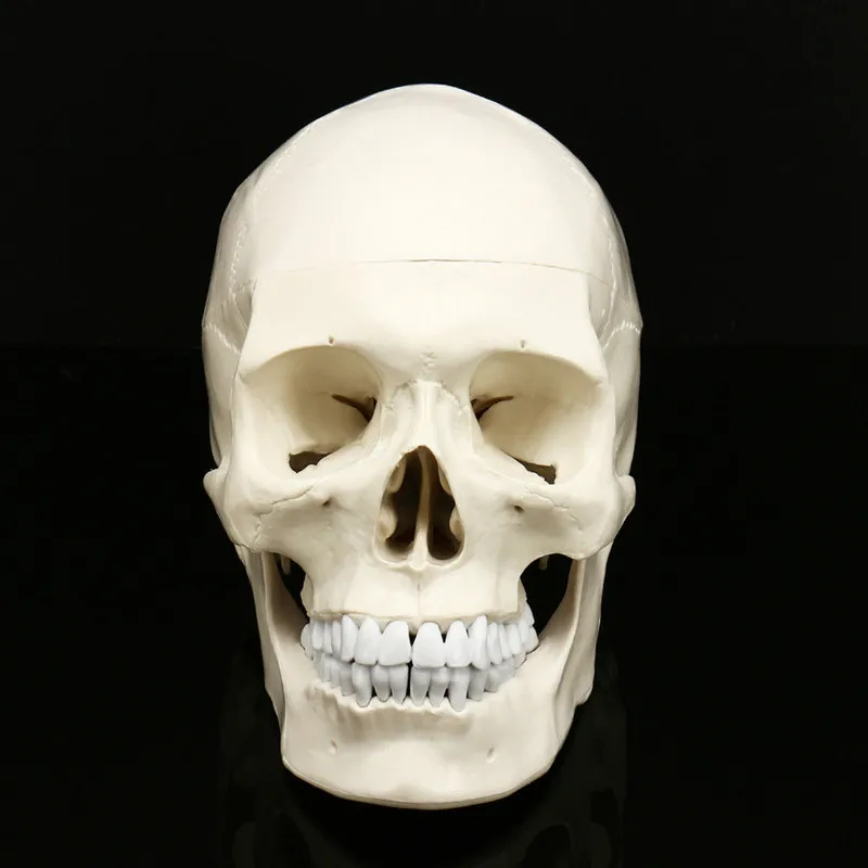 Размер жизни анатомическая Анатомия человека Смола голова Скелет Череп обучающая модель школьные принадлежности