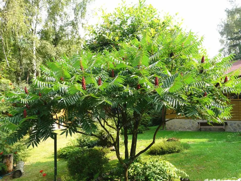 Rhus Typhina бонсай сильная адаптивность Staghorn дерево сумака растение цветущее растение рога оленя Sumach завод 10 шт