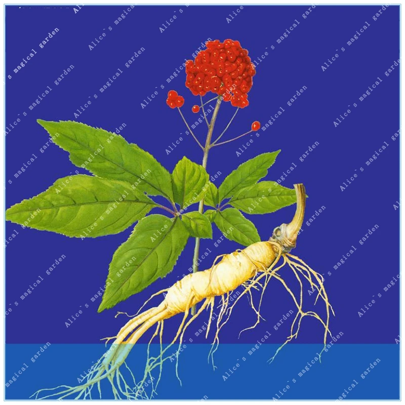 

Yerba30pcs Buy Real Panax Ginseng Semente 100pcs Plant Chinese Tonic Herb White Ginseng Grow Renshen Garden