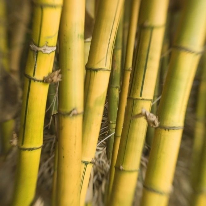 Close-Up Of Bamboo Stalks. Poster Print (11 x 17)